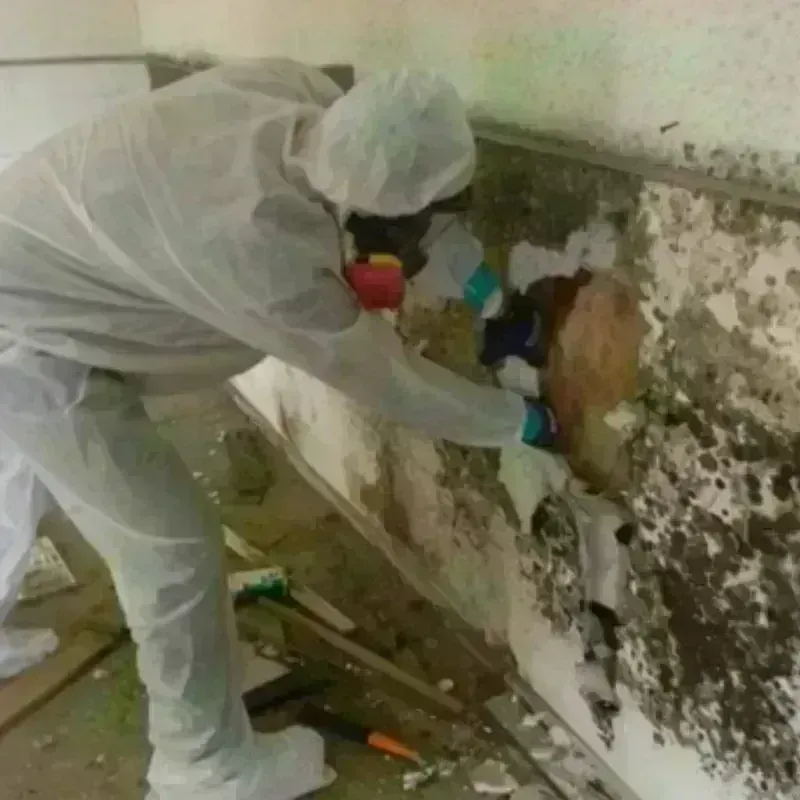 Mold Remediation and Removal in Dimmitt, TX